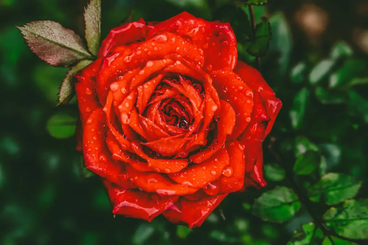 Rangkaian Bunga Tulip Putih dengan Mawar Merah
