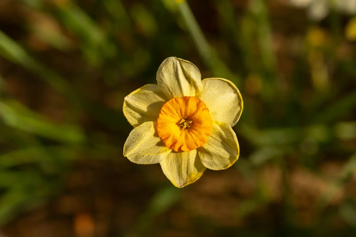 Rangkaian Bunga Tulip Putih dengan Daffodil Kuning