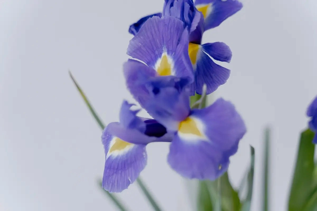 Rangkaian Bunga Tulip Putih dengan Iris Ungu