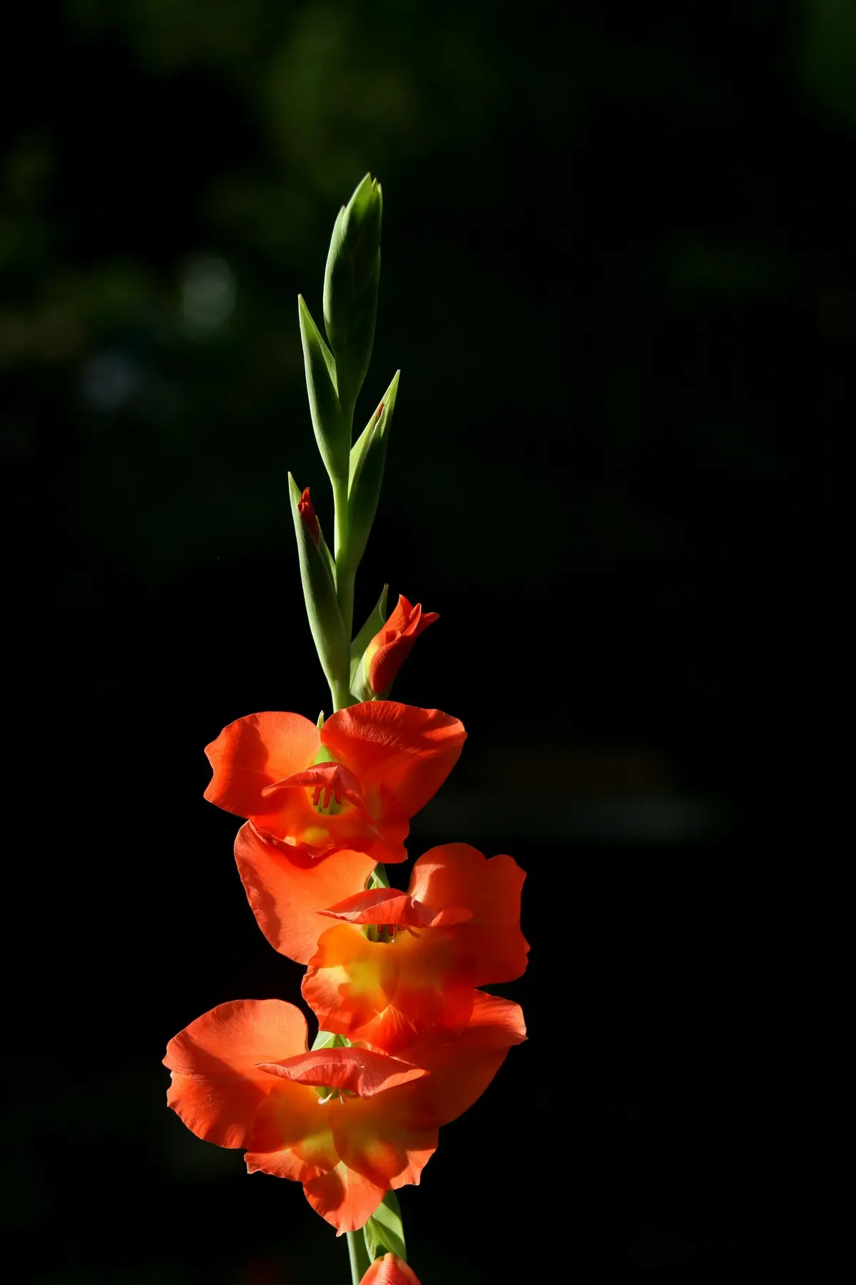 Gladiol dalam Sejarah untuk Bunga Kelahiran Agustus 