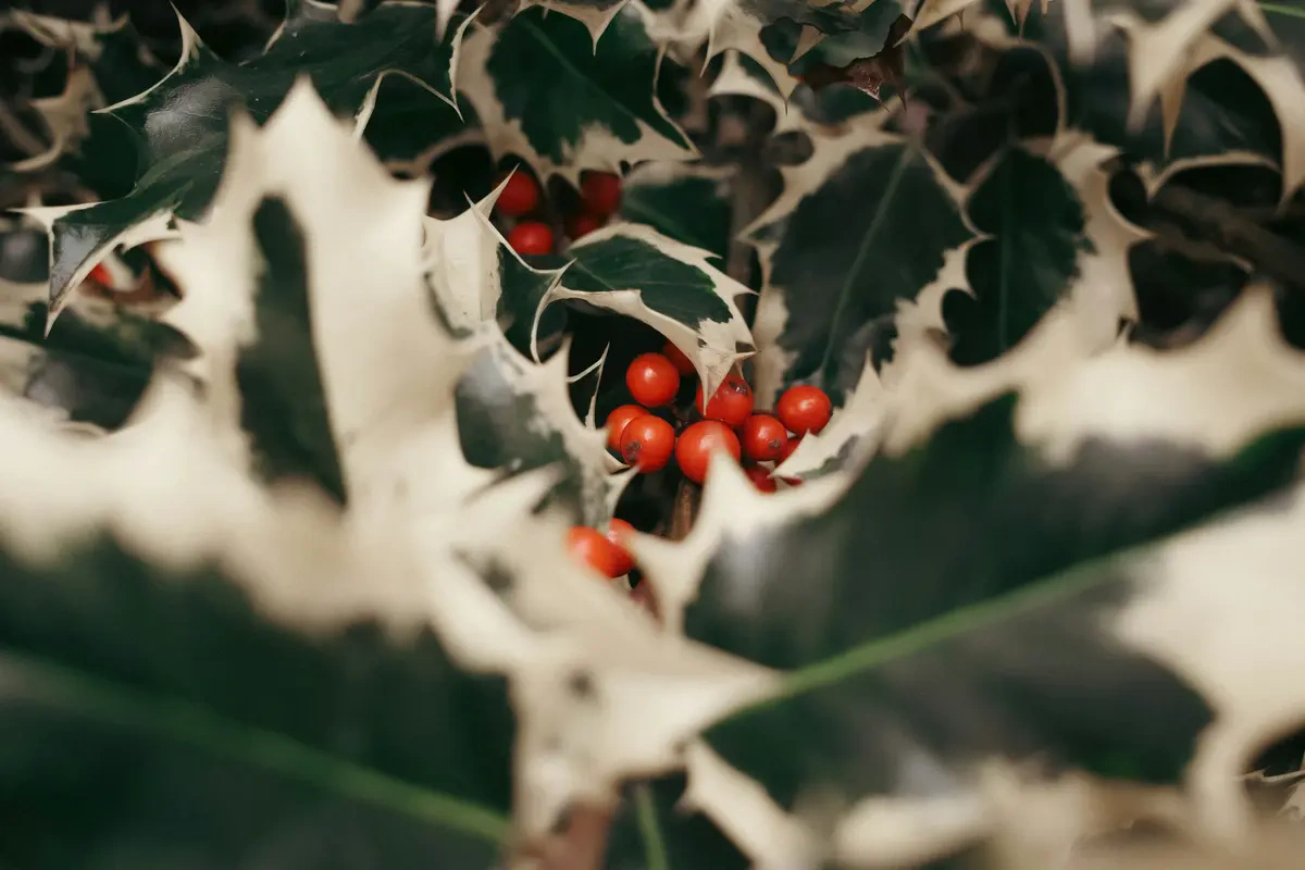 Holly sebagai Bunga Kelahiran Desember