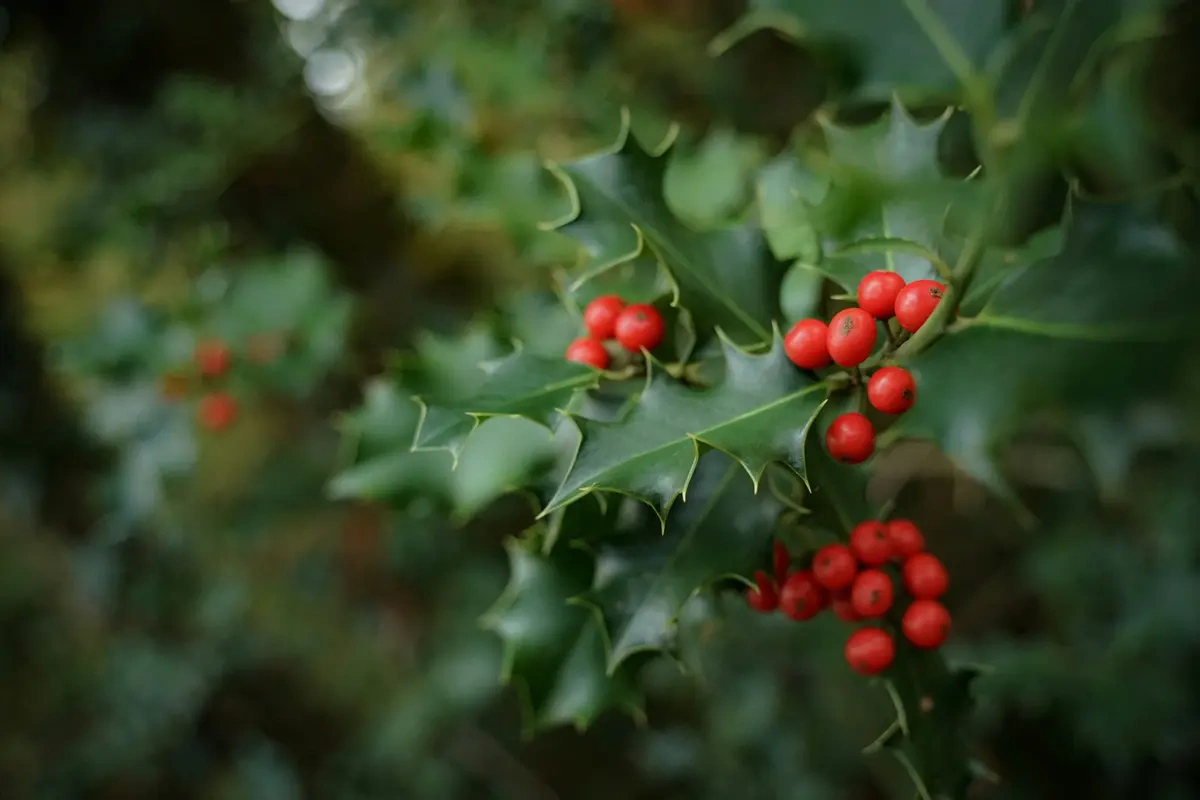 Keunikan Bunga Holly sebagai Bunga Kelahiran Desember