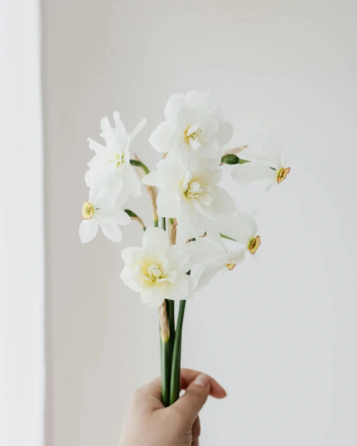 Panduan Bunga Narcissus untuk Hadiah Bunga Kelahiran Desember