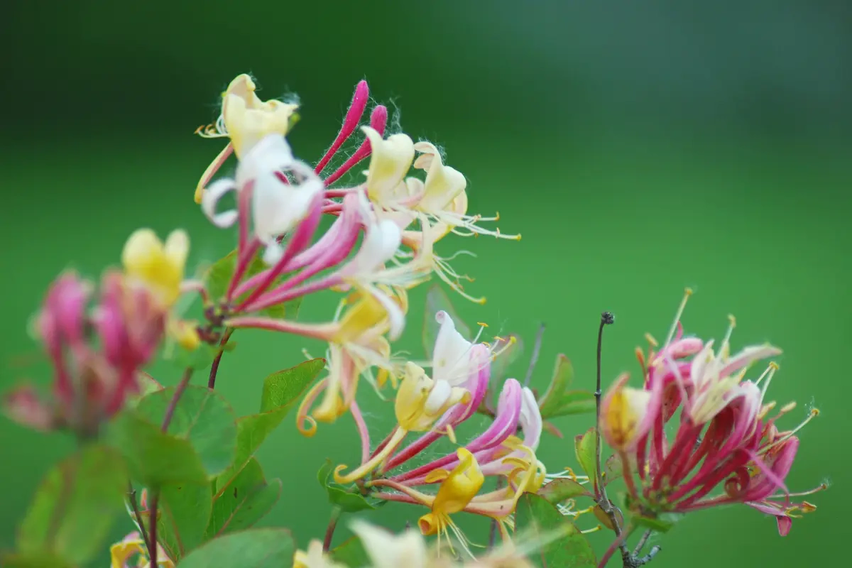 Bunga Kelahiran Juni: Honeysuckle yang Harum