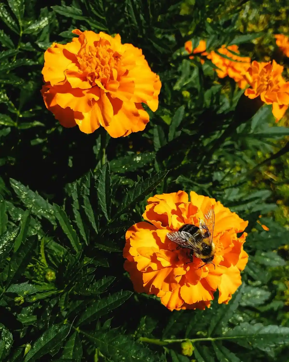 Bunga Kelahiran Oktober: Marigold