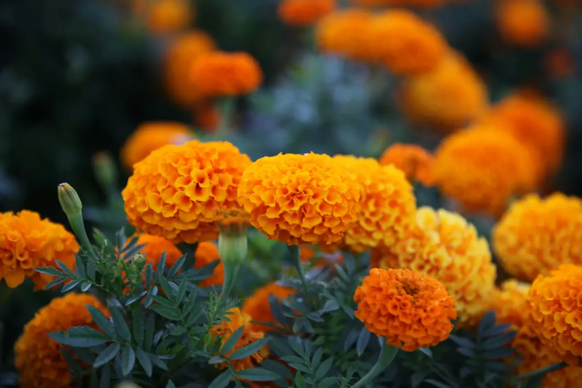 Asal Usul Marigold sebagai Bunga Kelahiran Oktober