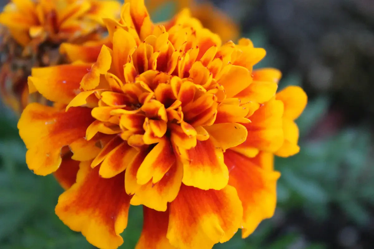 Marigold Perancis