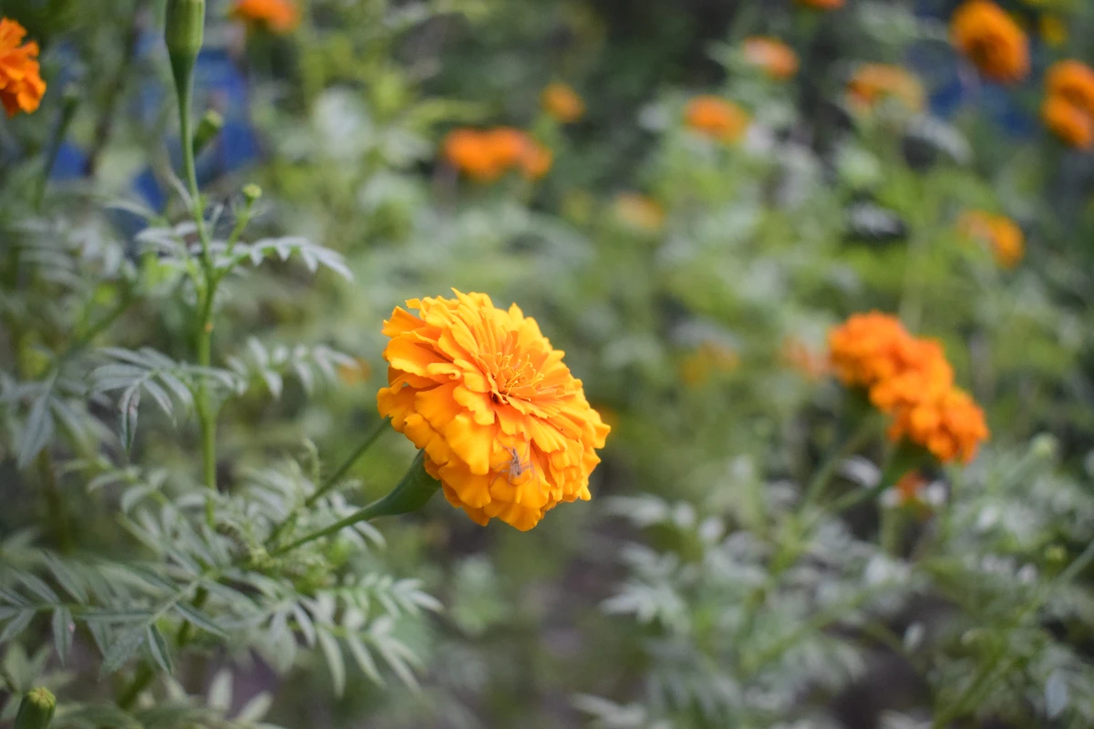Marigold Afrika