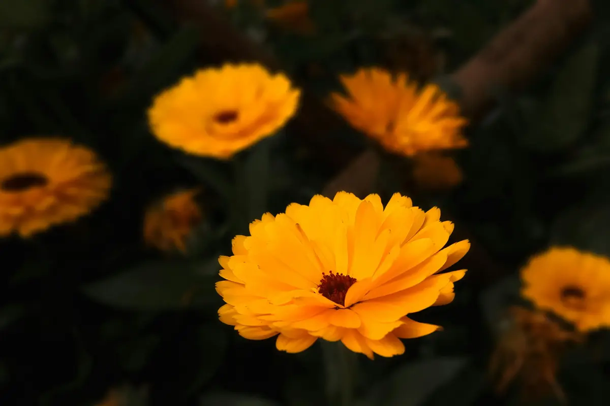 Pot Marigold
