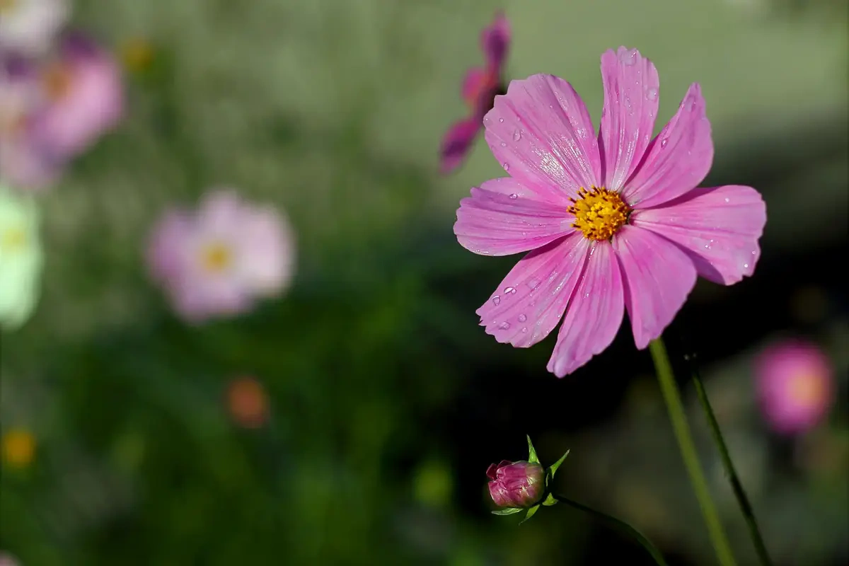 Bunga Kelahiran Oktober: Cosmos