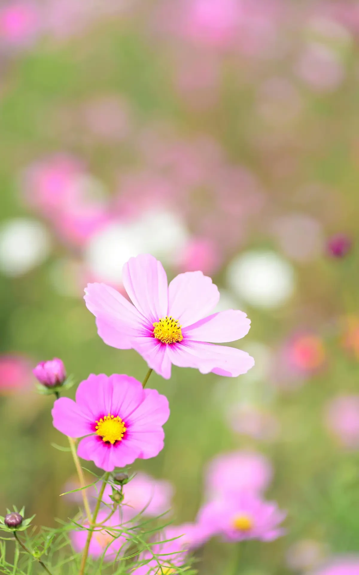 Cosmos bipinnatus