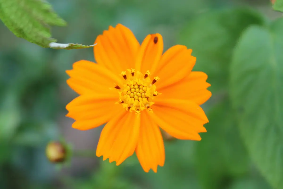 Cosmos sulphureus