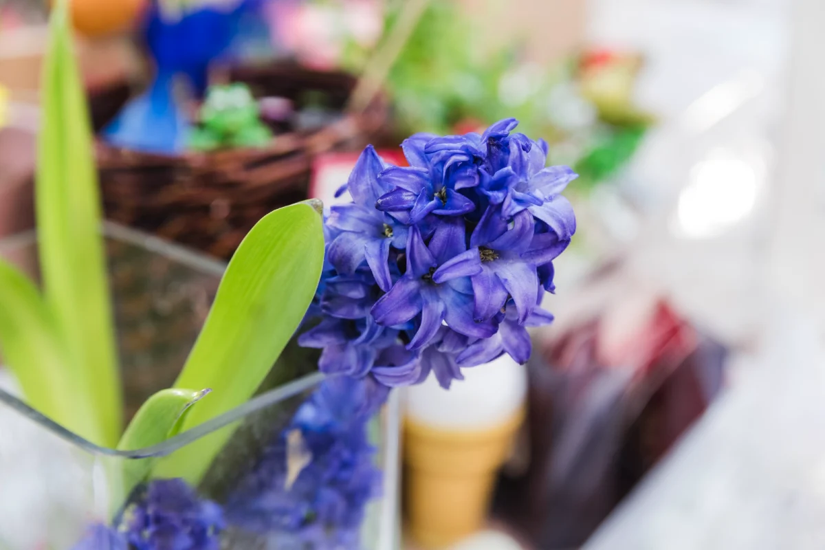 bunga Hyacinth biru untuk permintaan maaf