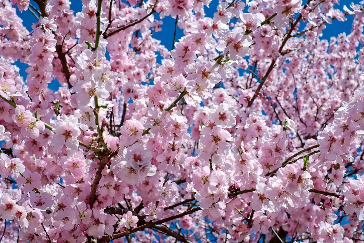 sakura bunga yang melambangkan kerinduan dan harapan untuk masa depan