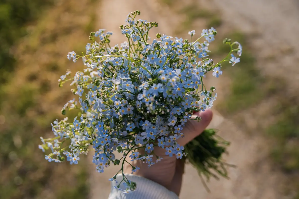 bunga forget me not bunga yang melambangkan kerinduan