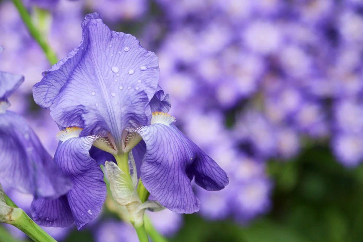 bunga iris yang melambangkan harapan dan keindahan