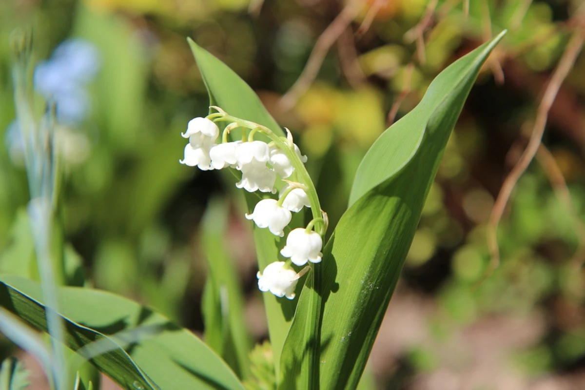 lily of the valley bunga yang melambangkan kesucian dan kerinduan