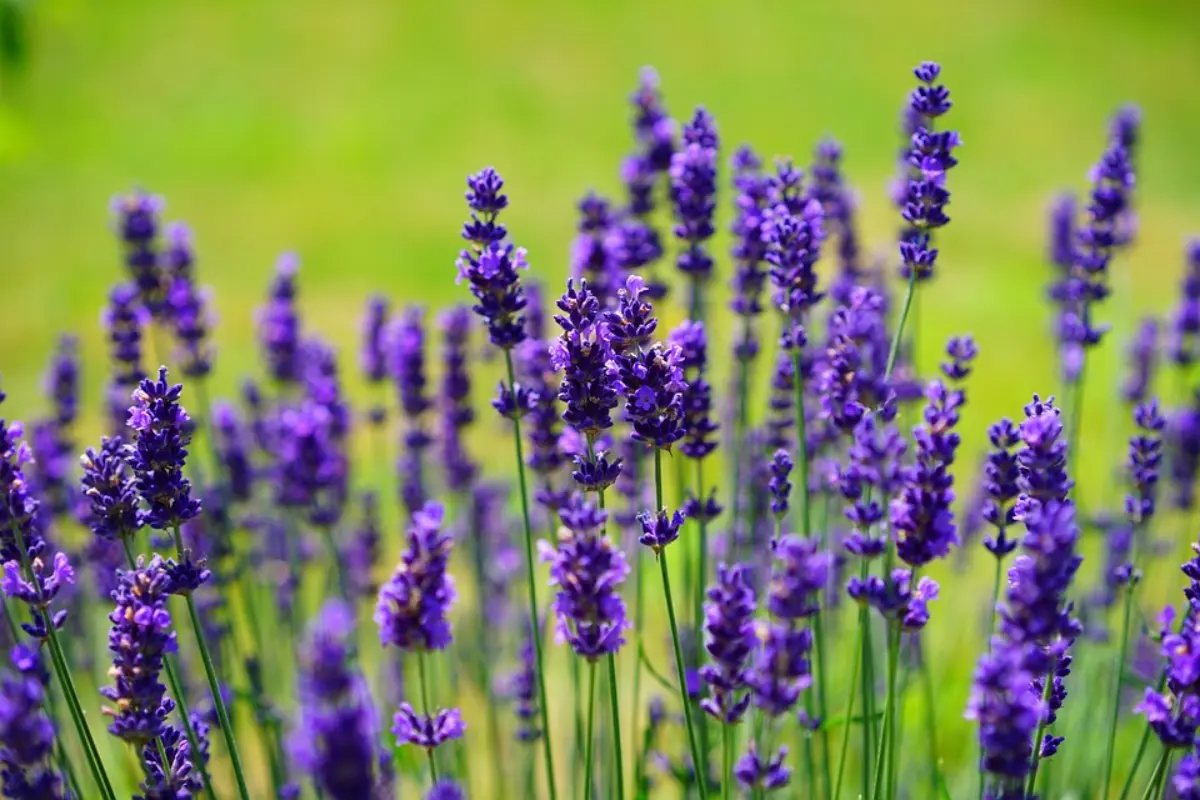 bunga lavender yang menenangkan dengan aromanya yang lembut