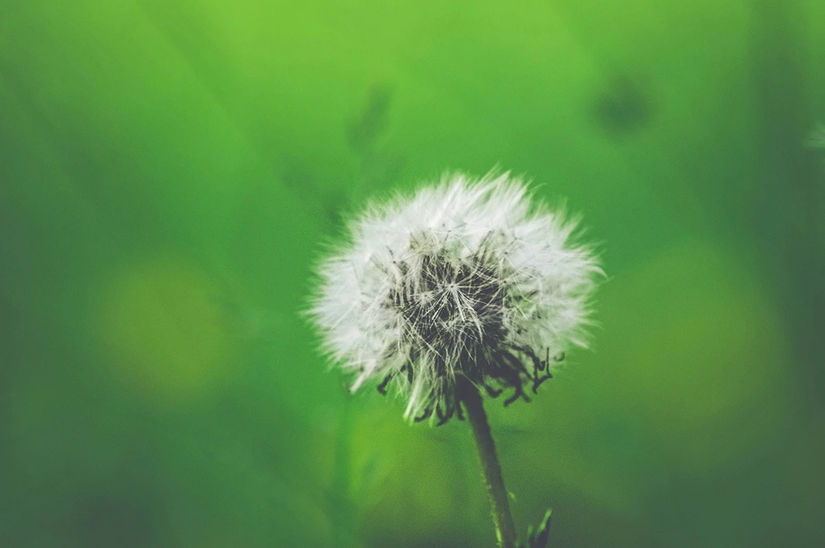 filosofi bunga dandelion