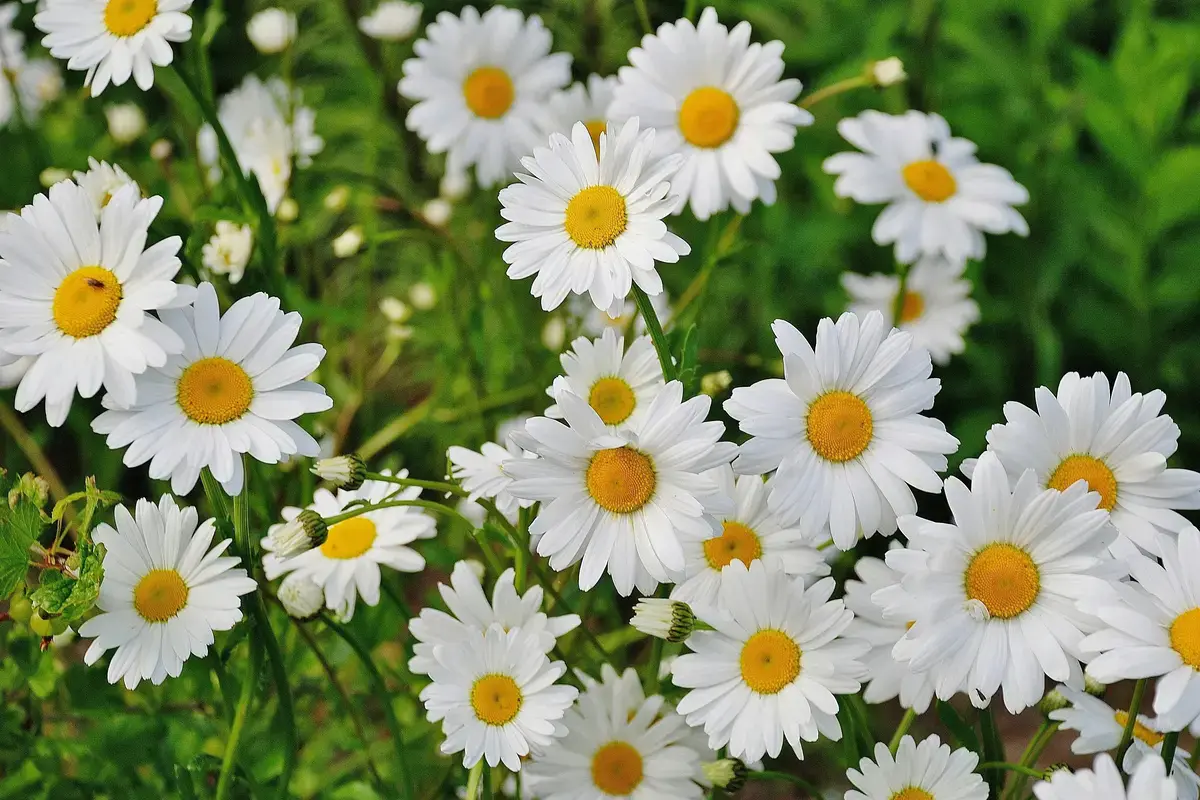 Bunga Kelahiran April Daisy