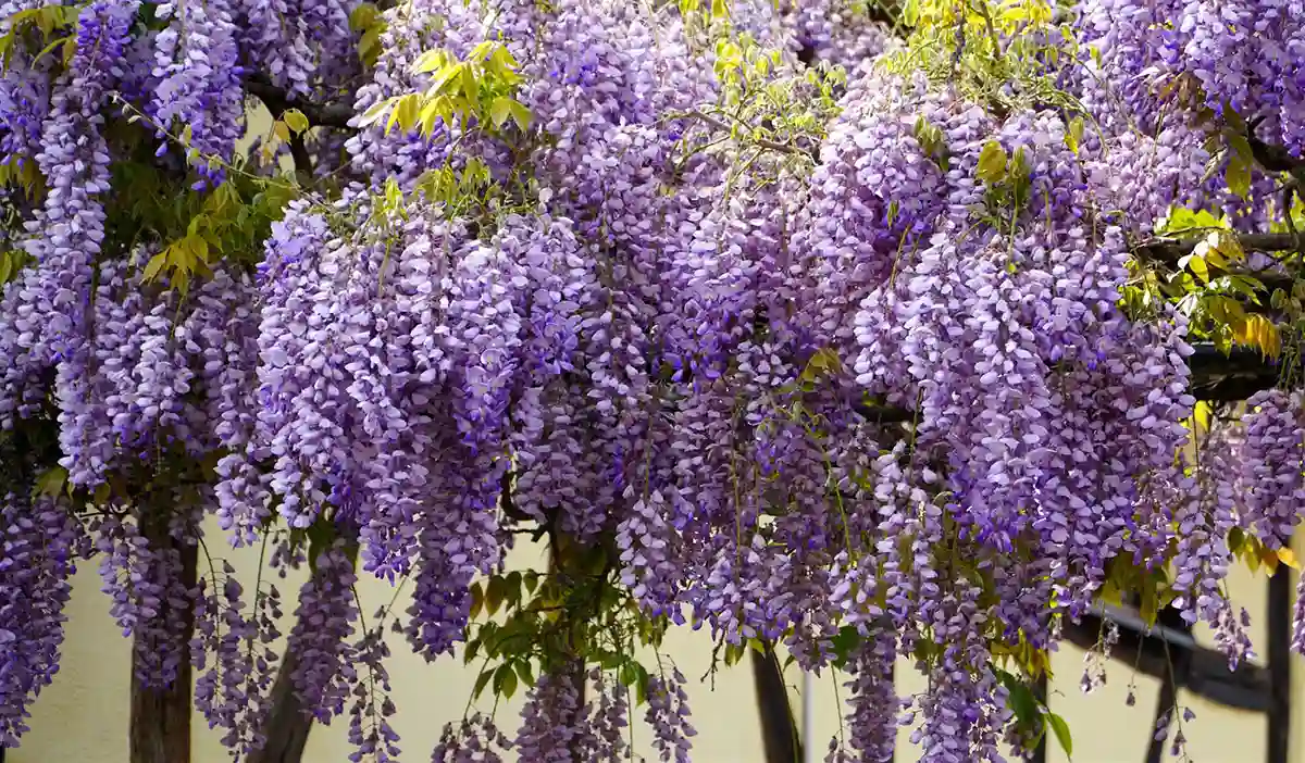 Bunga Wisteria