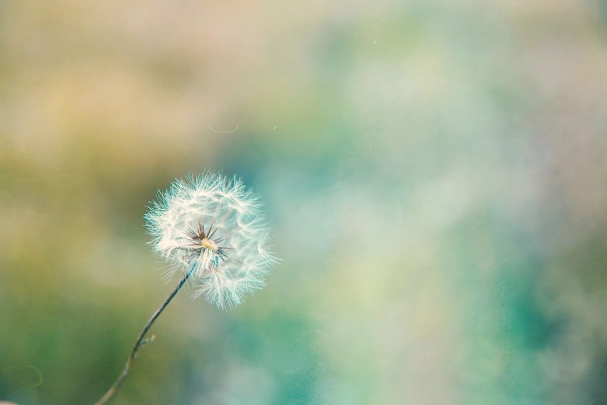 Bunga Dandelion