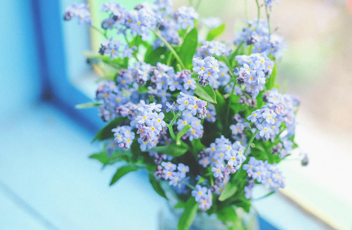 Forget Me Not