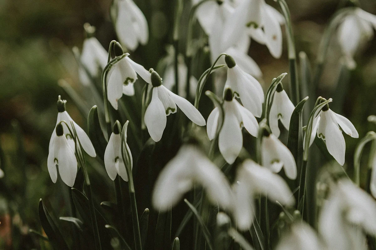 snowdrop