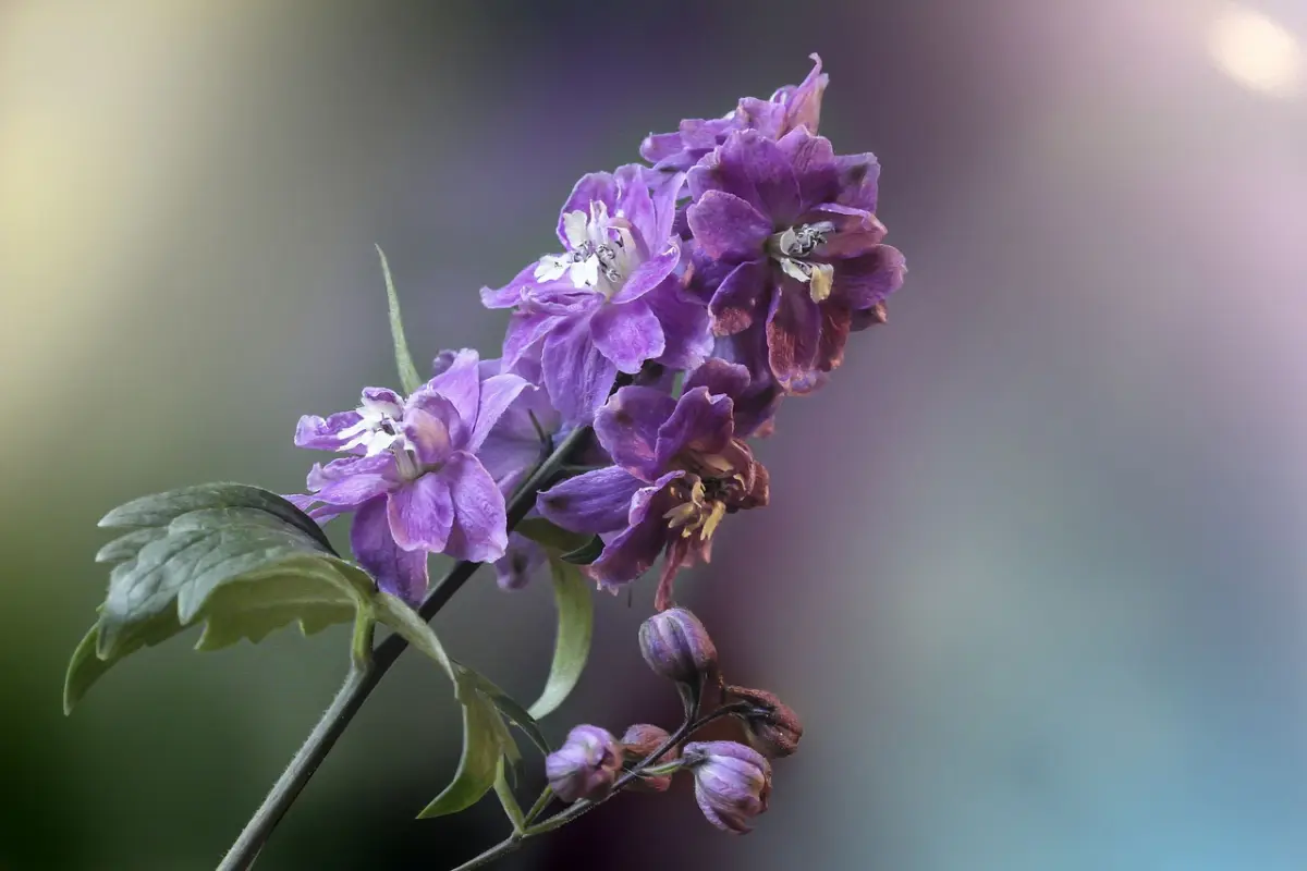 bunga larkspur kelahiran juli