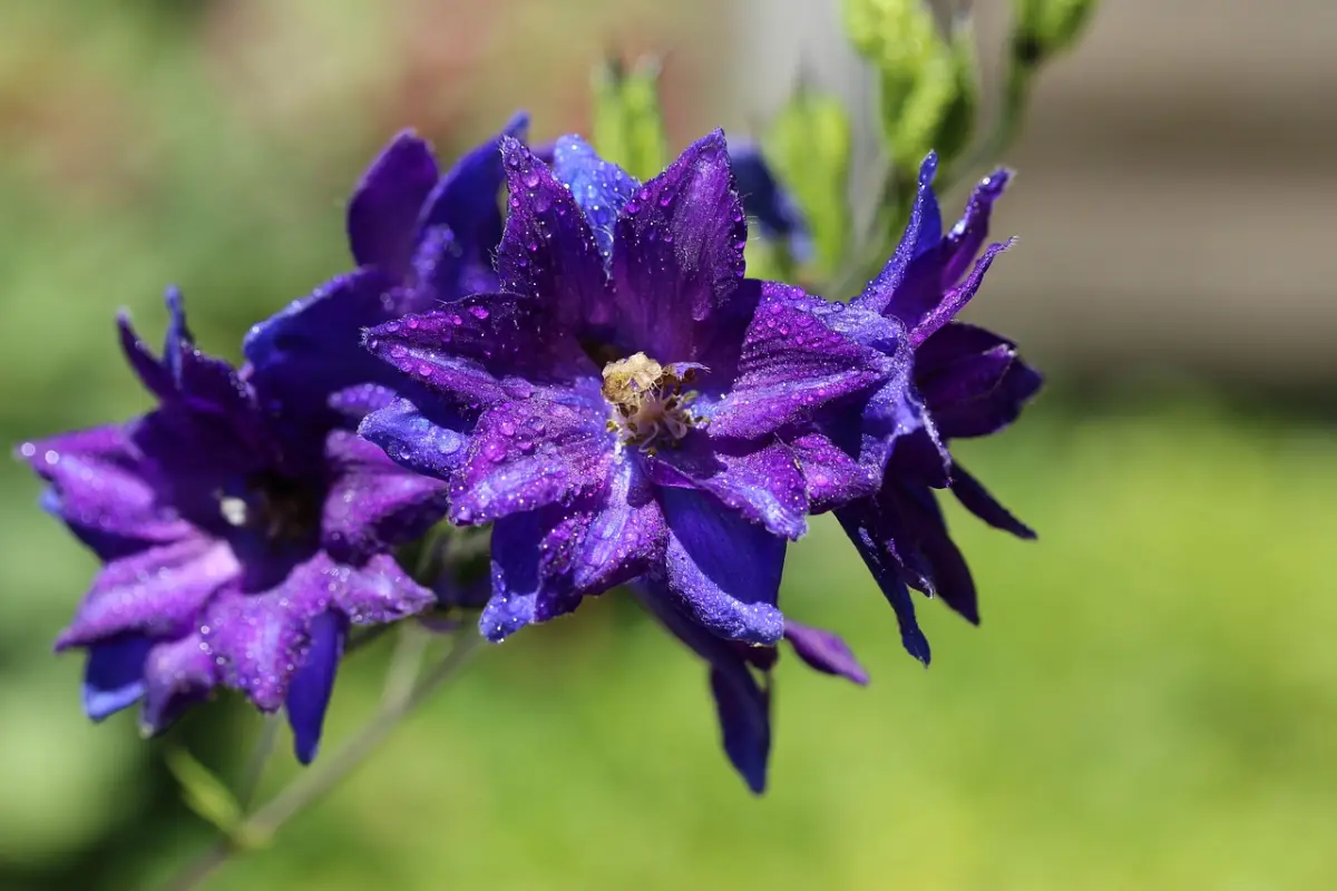 bunga delphinium Kelahiran Juli