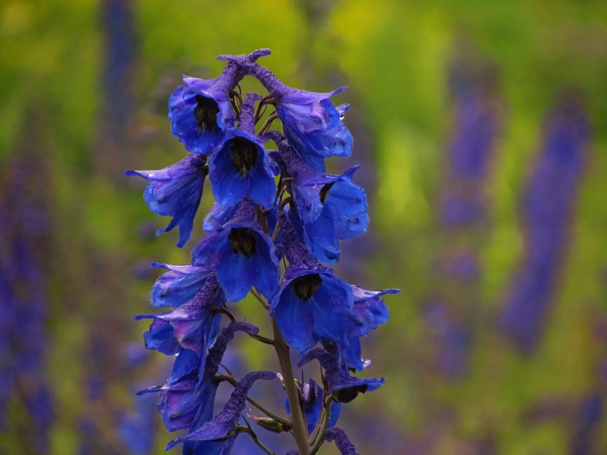 pesona bunga larkspur warna biru