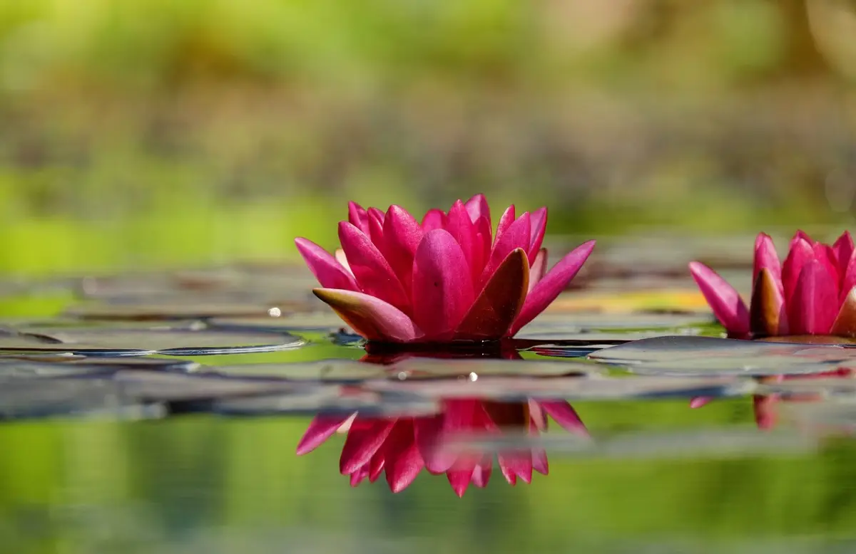 pesona water lily warna merah