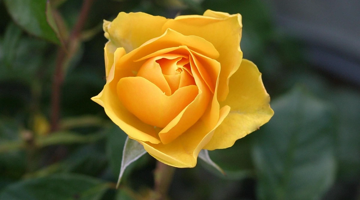 Mawar Kuning