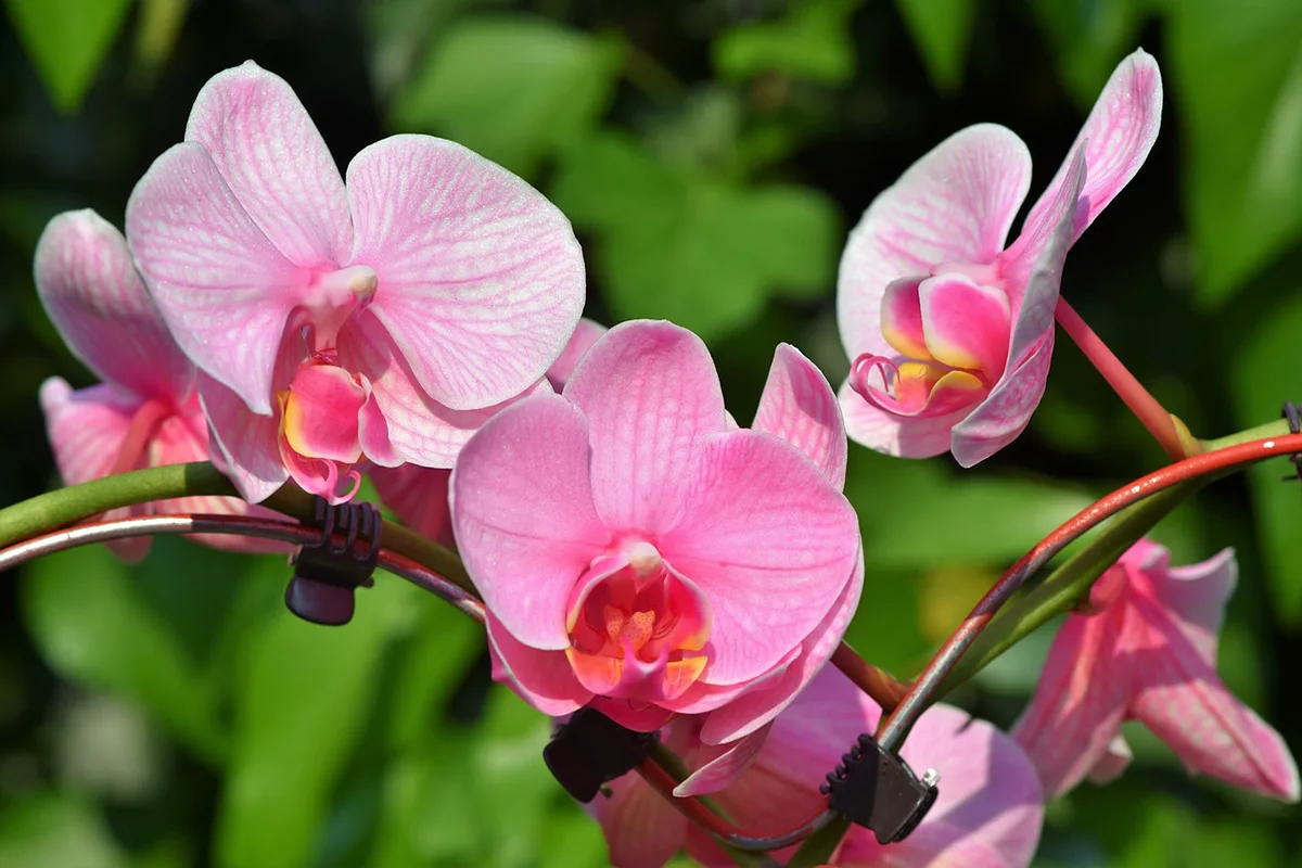 Anggrek (Orchid)