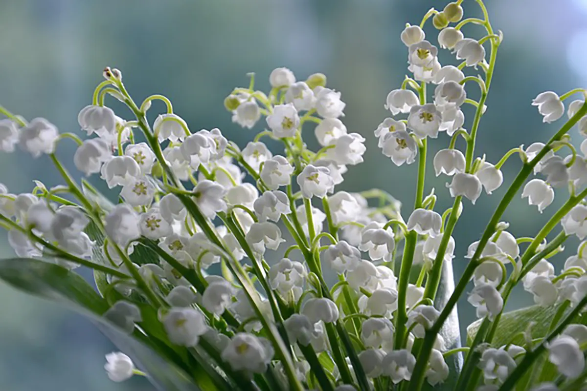 Bakung Lembah (Lily of the Valley)