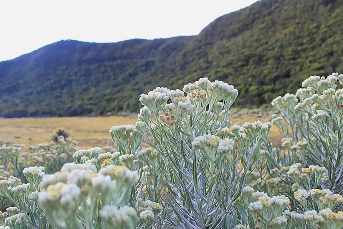 Edelweiss