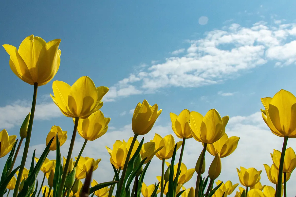 Tulip Kuning