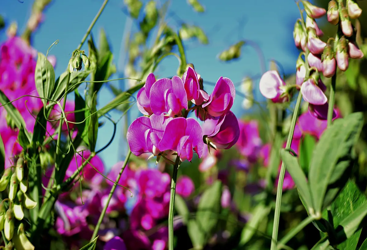 Sweet Pea
