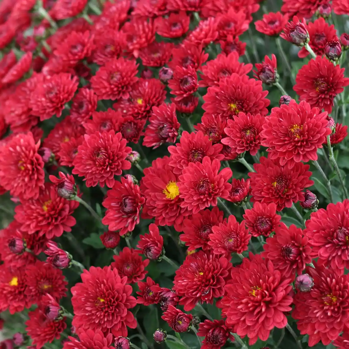 Buket Krisan Merah