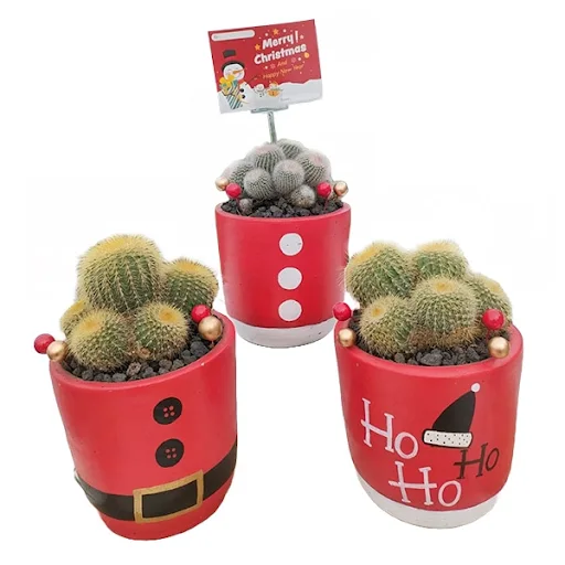 Kado Natal Tanaman Hias - Shane Charm