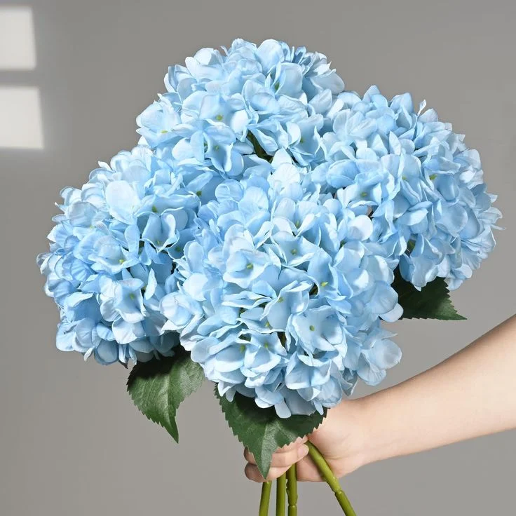 Hydrangea