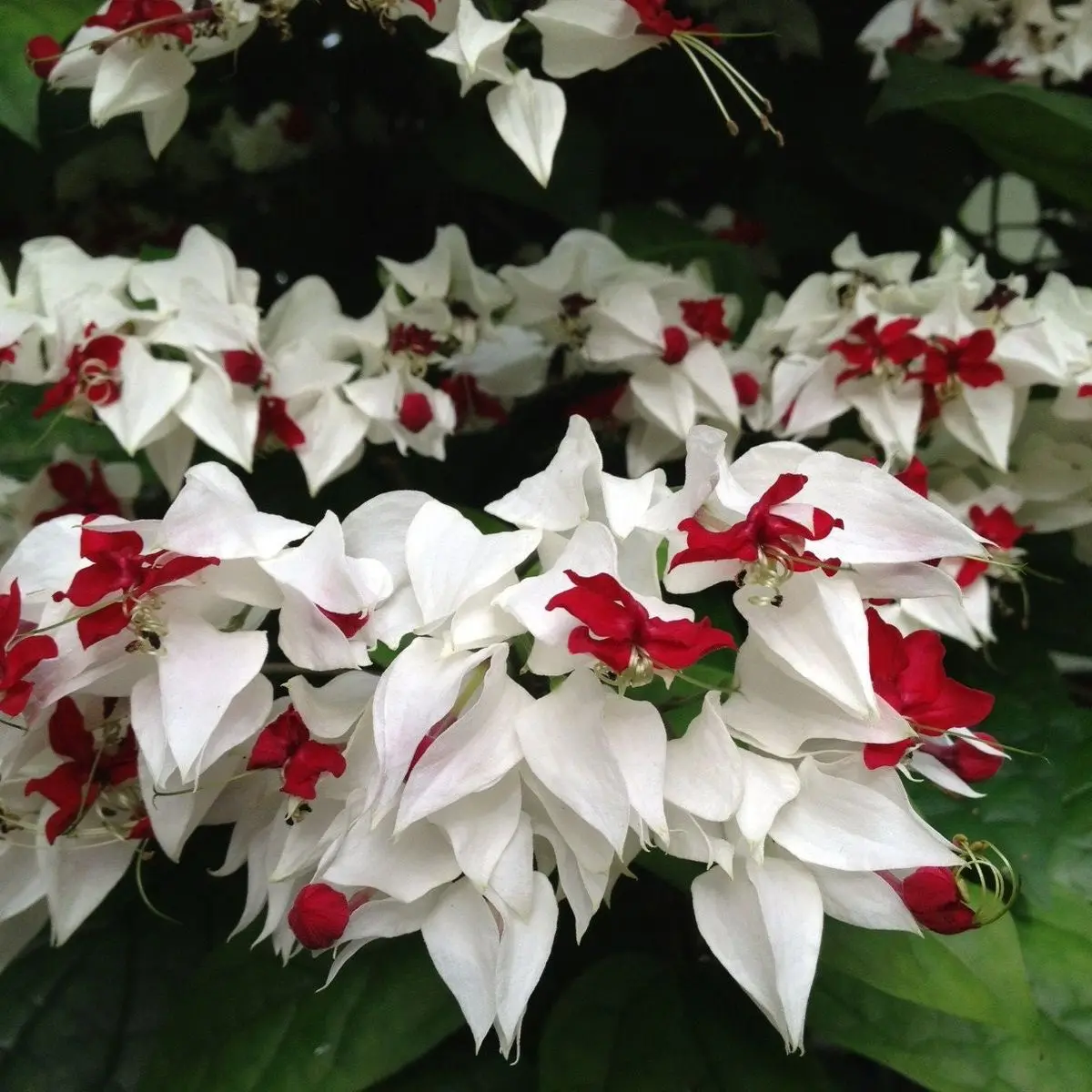 Tropical Bleeding Hearts