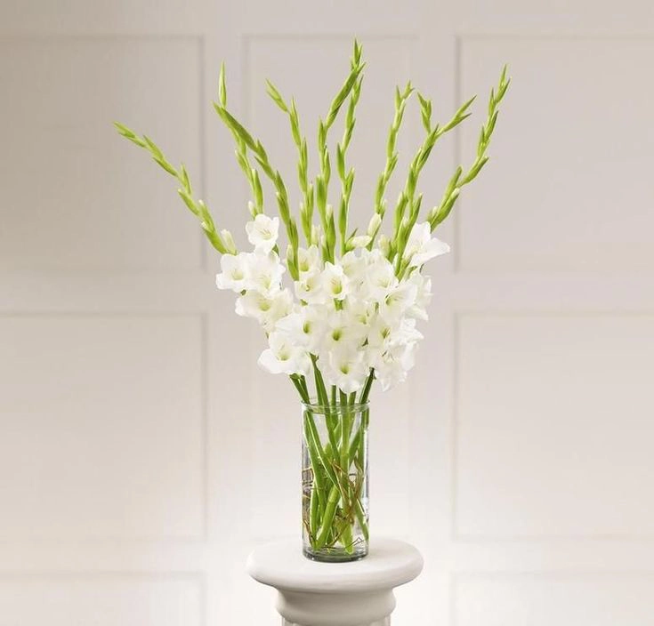 Gladiol