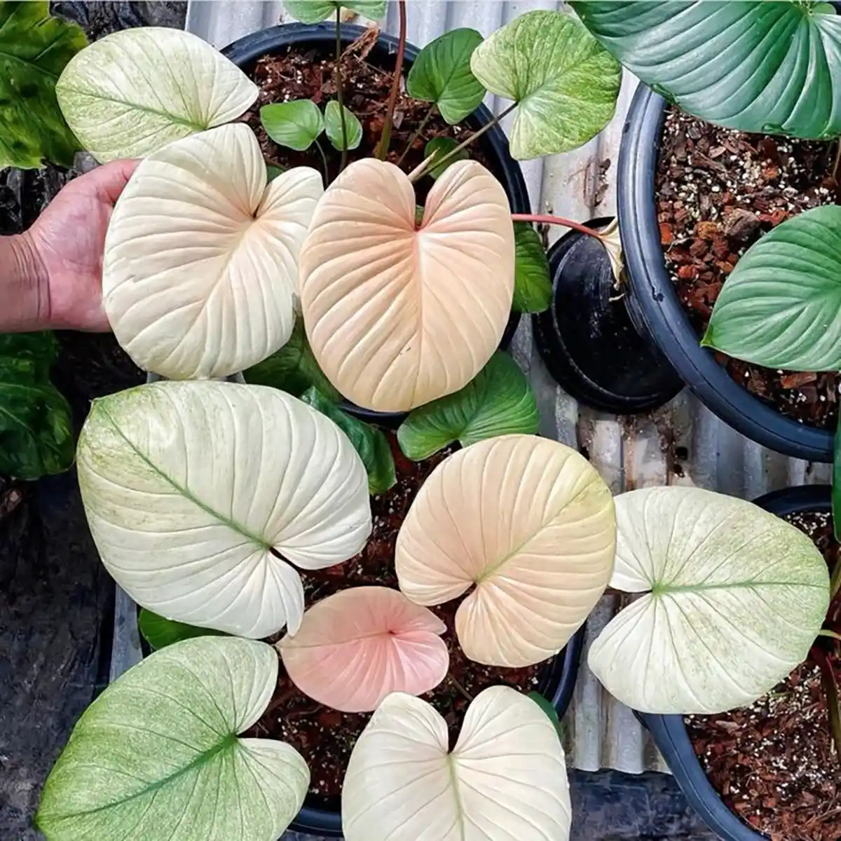 Homalomena mint variegated