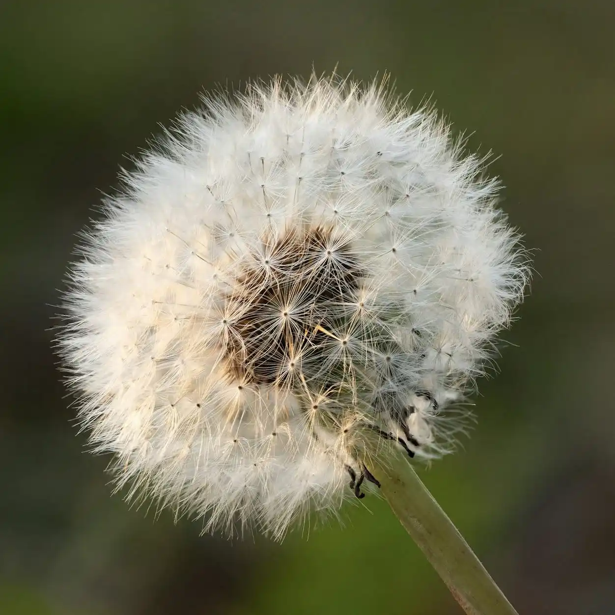 Dandelion