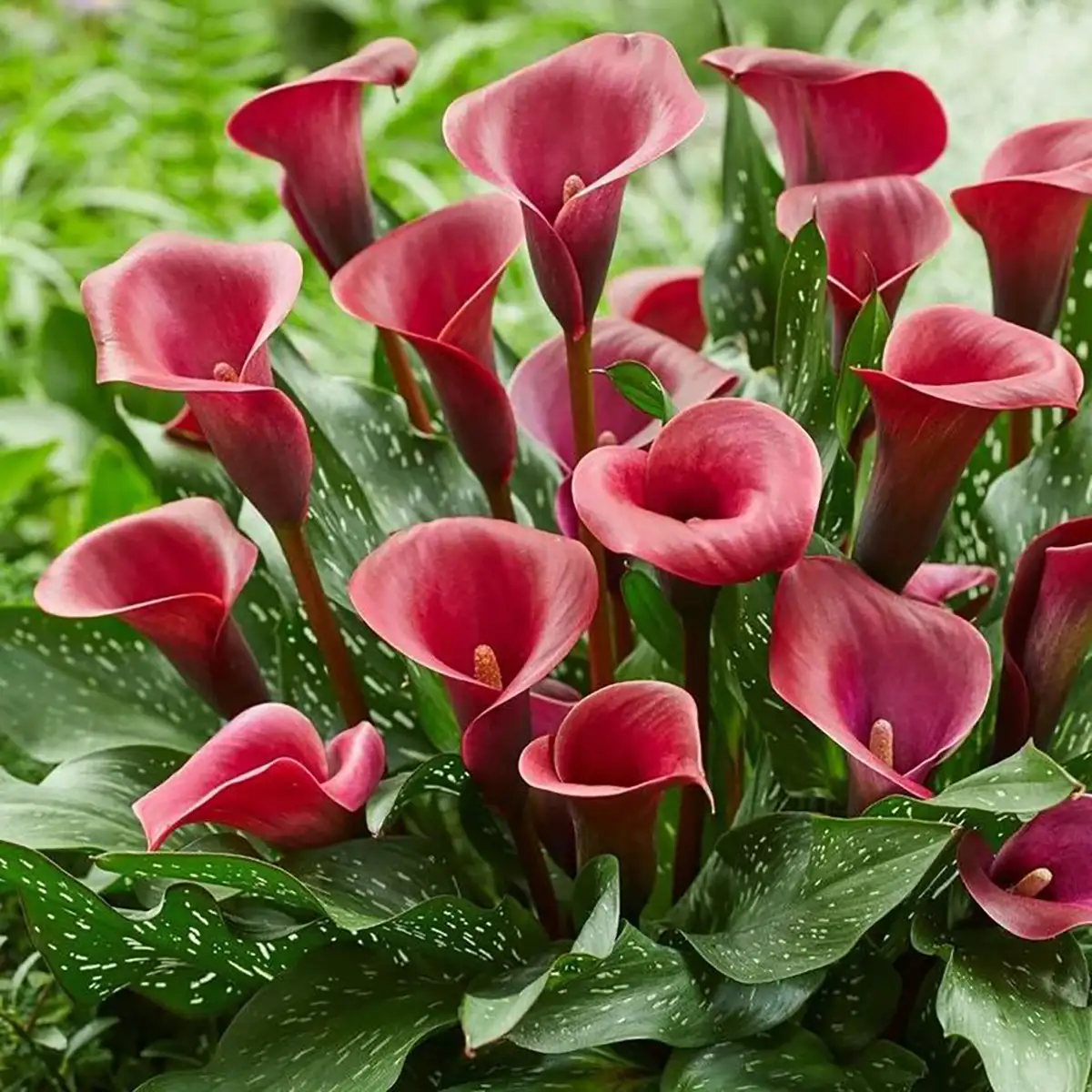 Calla Lily