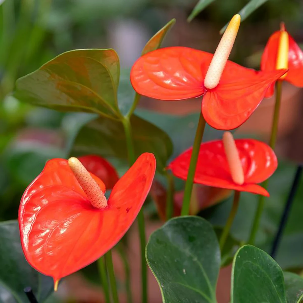 Anthurium