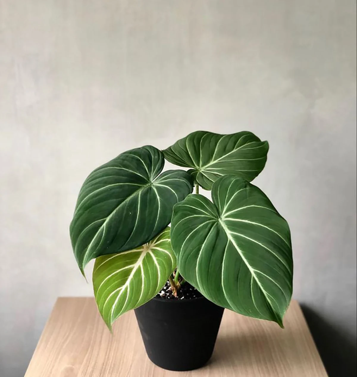 Philodendron gloriosum