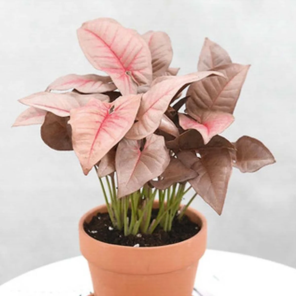 Syngonium