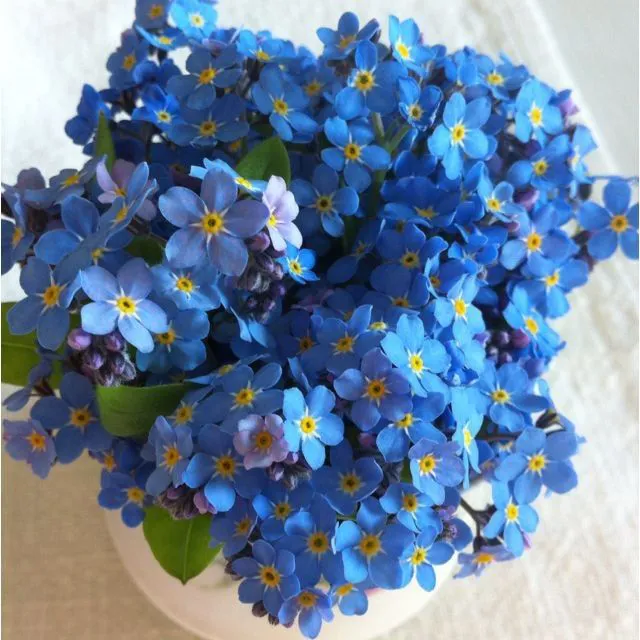 forget me not